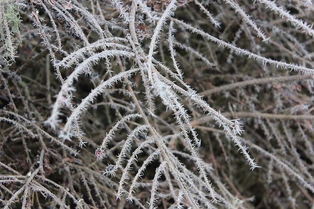 Winter Frost