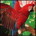 Bird Aviary Kingdom // Meet Red!