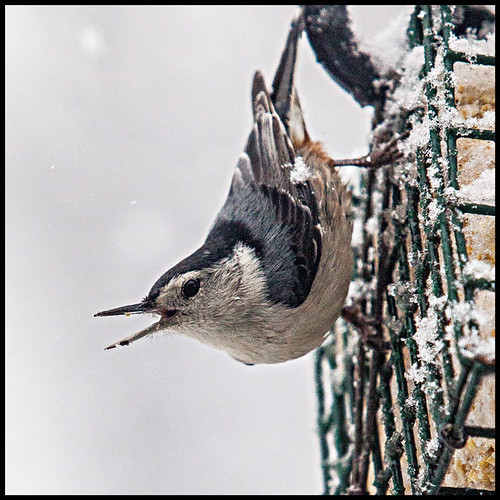 White-breasted Nuthatch by Southernpixel - Alby Headrick