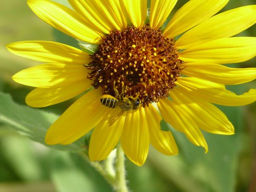 Leaf-cutting Bee on Sunflower