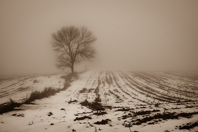 Foggy, Fog, Field, Farm, Rural, Tree