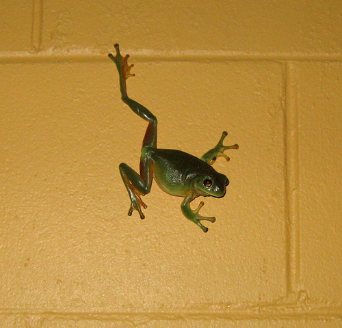 Frog on the wall