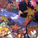 Liquidambar Color for Fall and Winter