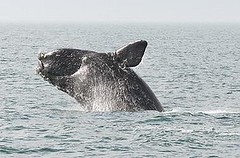 喬治亞州海岸外北大西洋露脊鯨正在換氣（照片提供：Georgia DNR）
