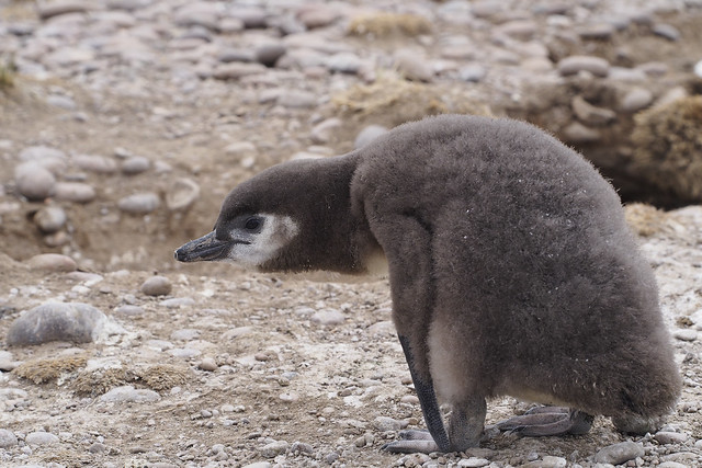 pingouins8_C220121