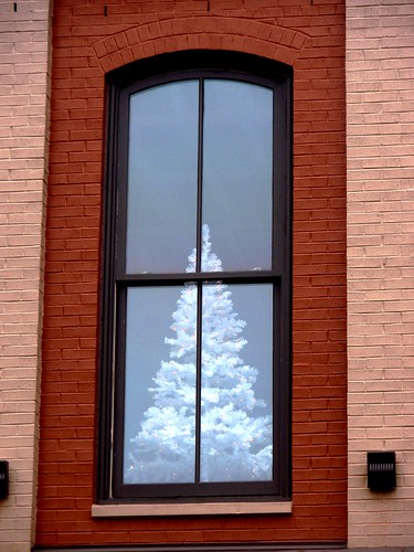 tree in window
