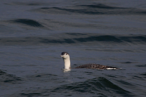 IMG_2006 Red-throated loon