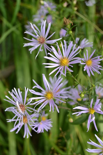 ASTER 'Chilly Fingers'