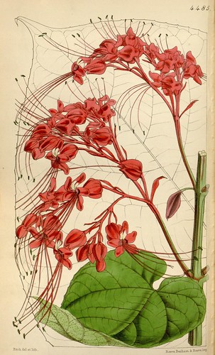 n209_w1150 by BioDivLibrary