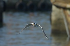 Greater Crested Tern/鳳頭燕鷗