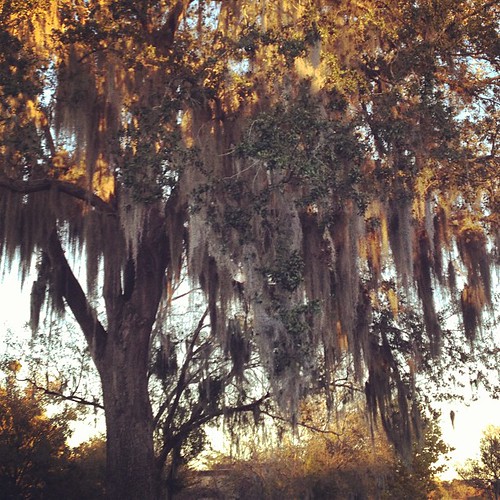 I forgot how there's moss on all the trees here. #gainesville #gogators #trees #nature