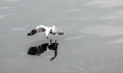 Fishing Seagull #7