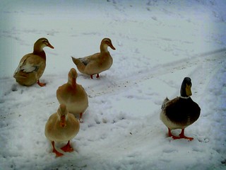Pretty ducks