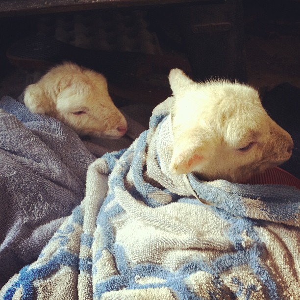 I've got lambs by my woodstove. Once they warm up, hopefully we can convince their mother to take them. #sigh #poorcoldbabies #katahdin