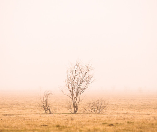 Fog Trees-1800