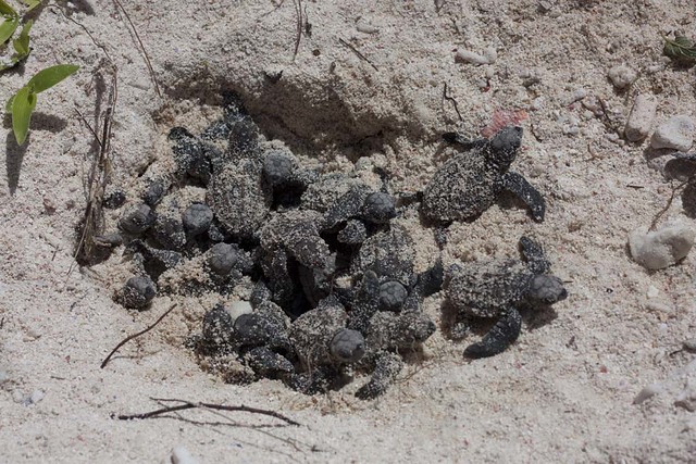 Loggerhead turtle hatchlings.
