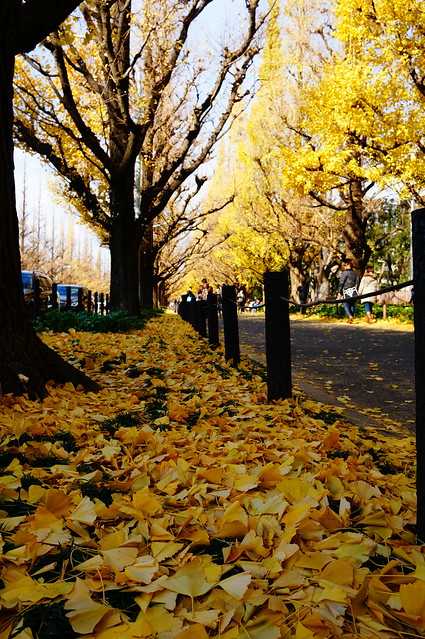 yellow leaves road
