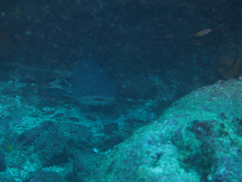 A white tip shark