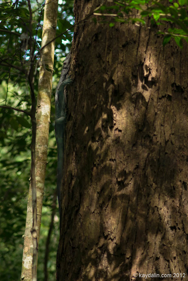 monitor lizard, Malaysia forest