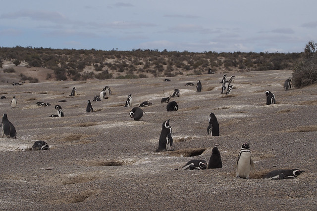 pingouins2_C210044