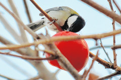 Birds 2012 / 野鳥 2012