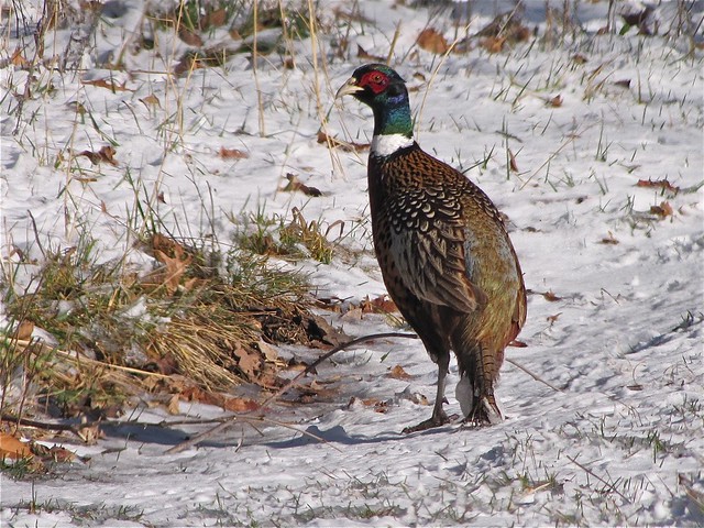 Ring-necked Pheasant at Moraine View State Park in McLean County, IL 01