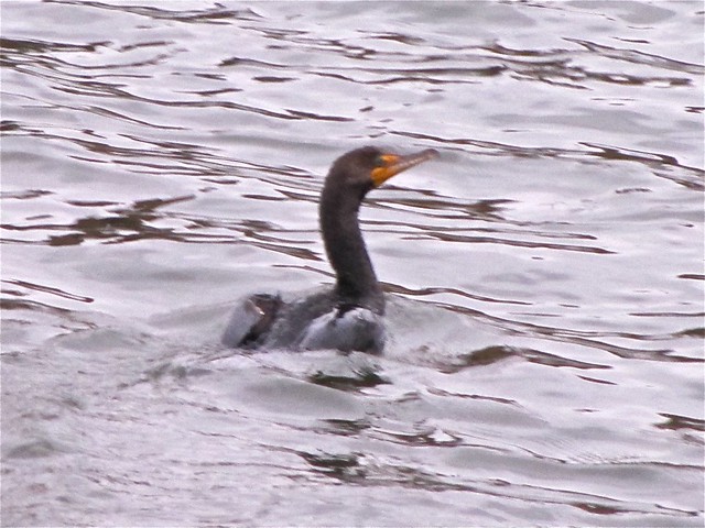 Double-crested Cormorant at Lake Bloomington in McLean County, IL