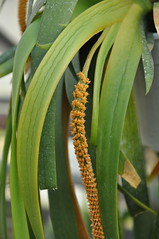 Orchideria di Morosolo (Pozzi)