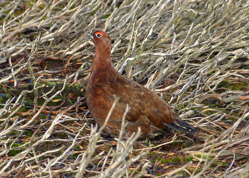 29127 - Red Grouse, Burley Moor