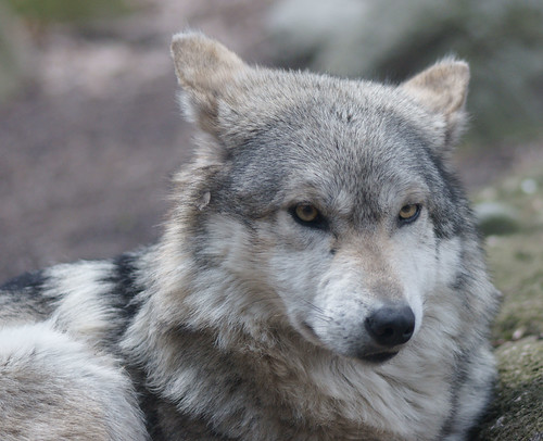 Grey Wolf by eyelyft