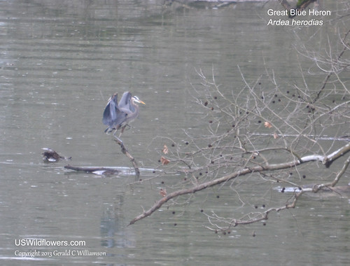 Great Blue Heron - Ardea herodias by USWildflowers, on Flickr