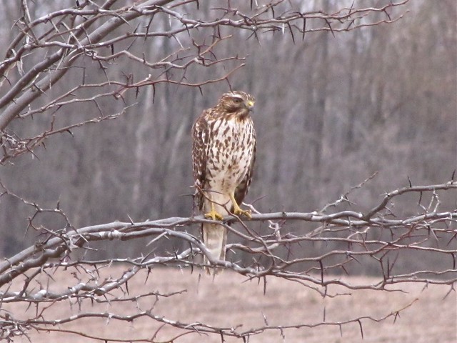 Red-shouldered Hawk at Clinton Lake in DeWitt County, IL 01