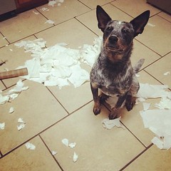 The paper towels on the counter weren't for me?!