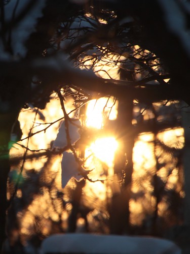 Sunshine-through-Snowy-Branches-at-Sunset_Winter__IMG_4208_cr-767x1024 by Public Domain Photos