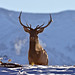 Bull Elk, Canadian Rockies