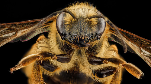 Andrena hilaris, F, face, Maryland, Anne Arundel County_2012-12-14-14.32.37 ZS PMax