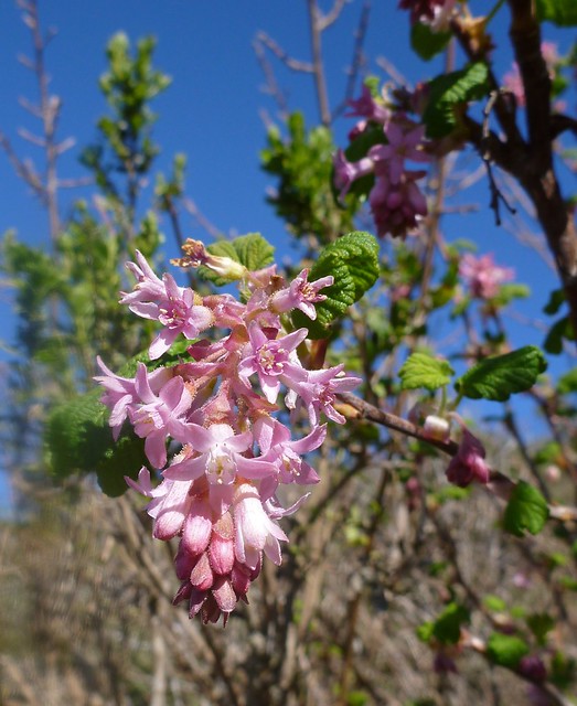 pink-flowering currant
