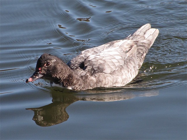Mutt Duck at Lake Junaluska in Haywood County, NC 03