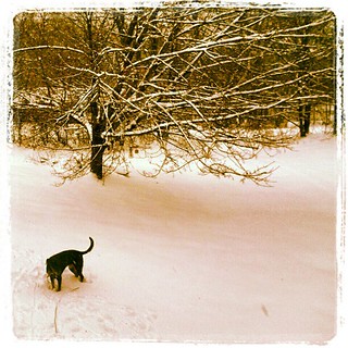 Lola wanted everyone to know we've got #snow  #driveway #dobermanmix #dogstagram #happydog #newengland