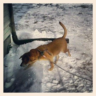 My snowbunny #hound Sophie  #dogstagram #happydog #snow #newhampshire