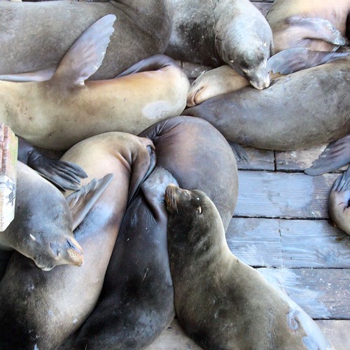 Raft of Sea Lions being lazy