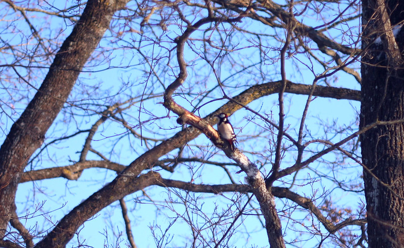 28.12.12 Woodpecker