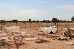 (Les habitants du village de Seyeen Gababé auraient besoin de clôtures pour protéger leur potager. Crédit photo : Anna Jefferys / IRIN)
