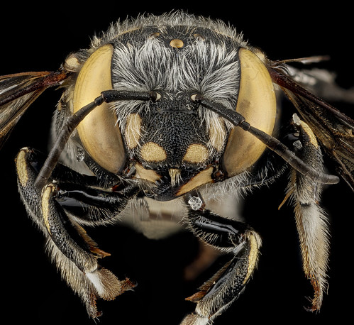 Anthidium maculifrons, F, face, Florida, St. Johns County_2013-01-24-14.13.16 ZS PMax