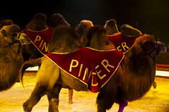 Les chameaux du cirque pinder