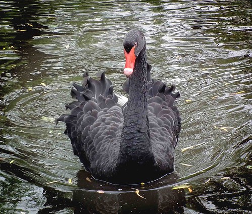 Mr Black Swan