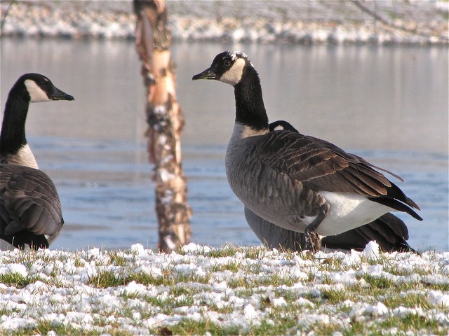 Leucistic Canada Goose at State Farm Corporate South in McLean County, IL 03