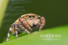Jumping Spider (Salticidae) - DSC_3683