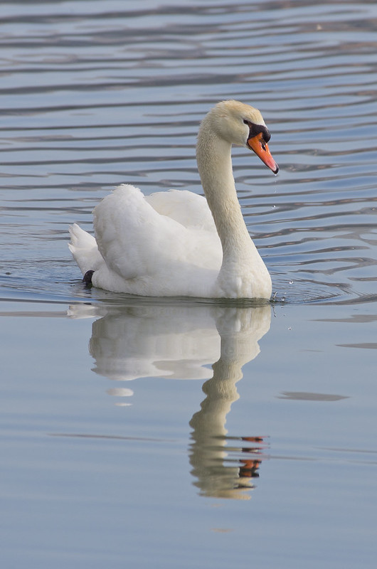Mute swan in Argostoli Lagoon