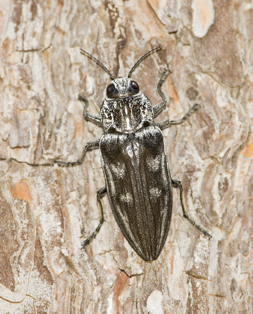 Buprestid Beetle Chalcophora intermedia 2